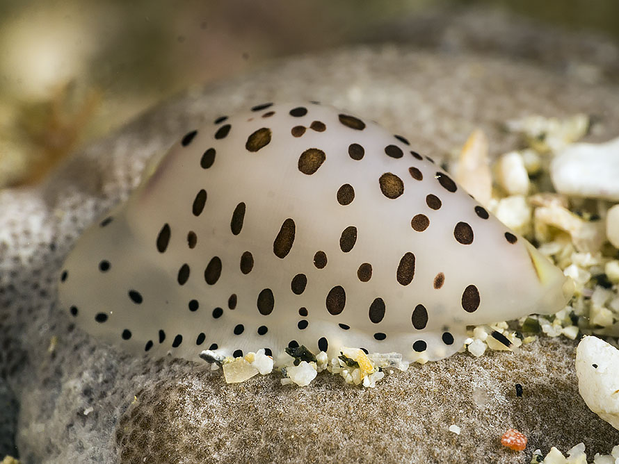 Calpurnus verrucosus
